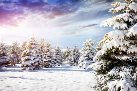 Beautiful Winter Forest Scenery Stock Image - Image of nature, forest ...