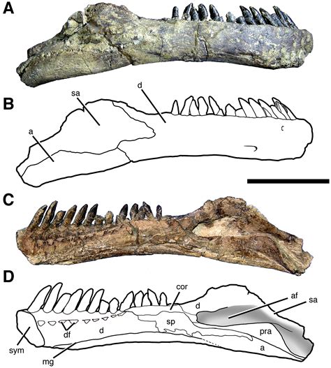 Kem Kem Sauropod Teeth Identified Correctly? - General Fossil ...