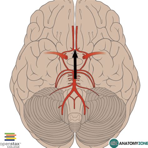 Anterior Communicating Artery • Cardiovascular, Nervous System ...