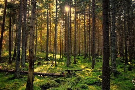 Puszcza Białowieska po drugiej stronie granicy - WFormie24.pl