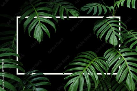 Tropical leaves nature frame layout of dark green leaf native Monstera ...