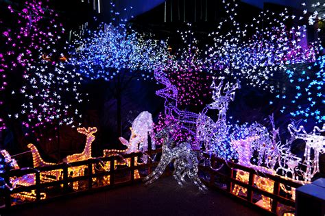 Lights and Christmas Decorations with animals and tree lights image ...