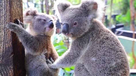 CUTEST KOALAS EVER - YouTube