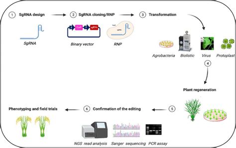 Simplified workflow for CRISPR/Cas9-mediated plant genome editing. The ...