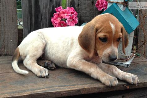 Plott Hound puppy for sale near Oklahoma City, Oklahoma | a9a8f9f4-9611