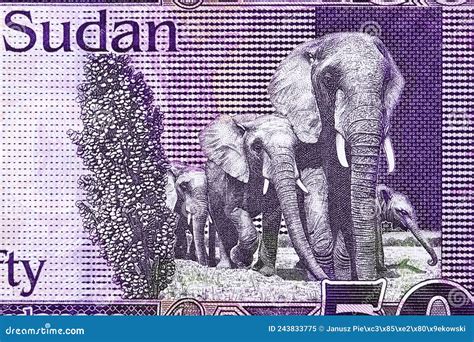 Elephants from South Sudanese Pound Stock Image - Image of finance ...