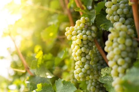 International Sauvignon Blanc Day May 3, 2019 | Lake County Winegrape ...