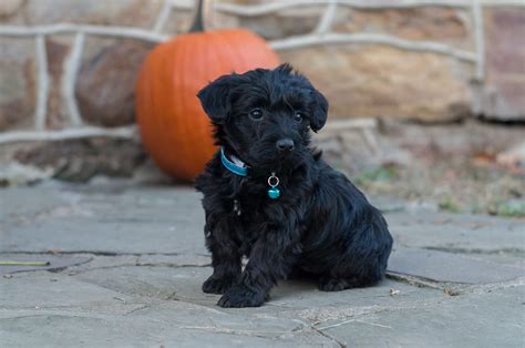 Scottie-Poo Puppies For Sale – Acorn Acres Puppies