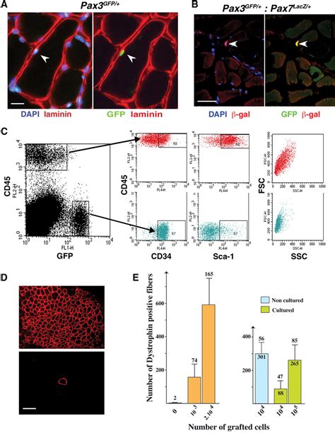 Direct Isolation of Satellite Cells for Skeletal Muscle Regeneration ...