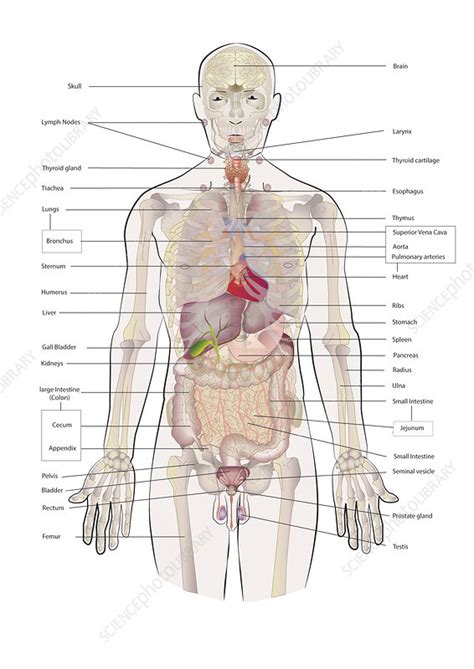 Male Anatomy Diagram