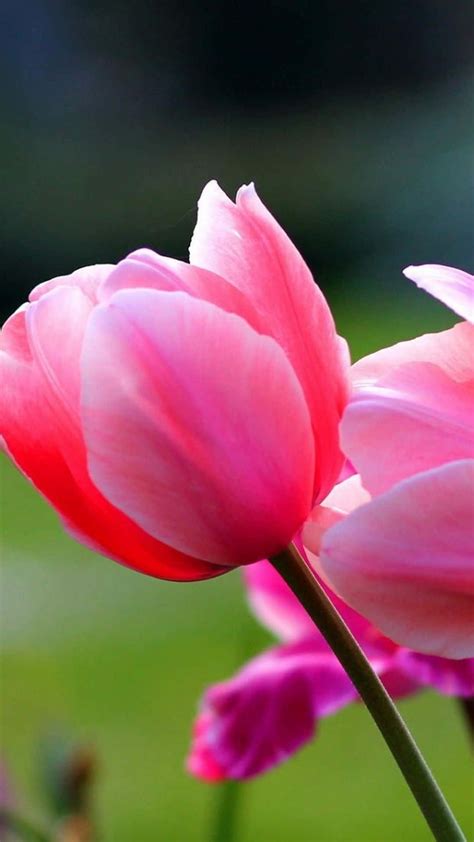 Download Pink Tulips In The Garden Wallpaper | Wallpapers.com