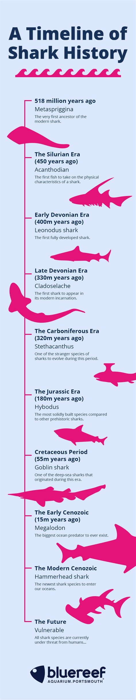 Jurassic Shark: A Timeline of Shark History - Blue Reef Aquarium