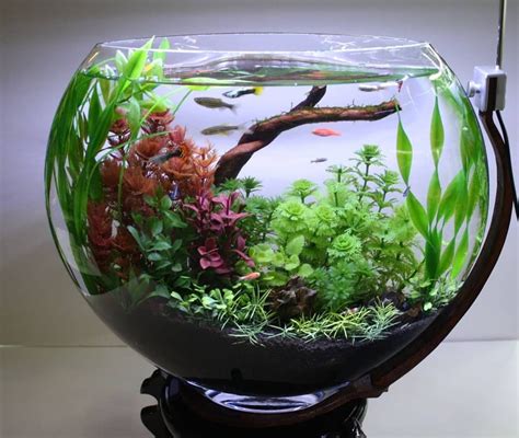 Cool Nature Planted Fish Bowl Tank | Fish ponds, Fish bowl, Aquarium garden