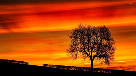 Tree silhouette in the sunset wallpaper - Nature wallpapers - #24754