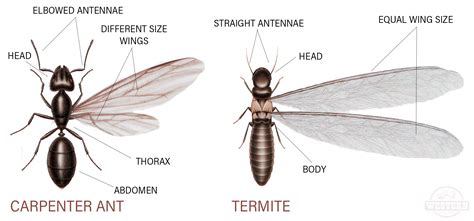 What Are Termite Swarmers - Treat Termites