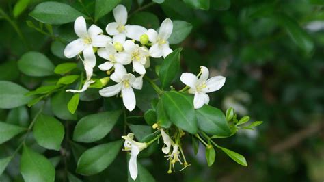 Care of Madhukamini / Kamini / Murraya Paniculata || मधुकामिनी की ...