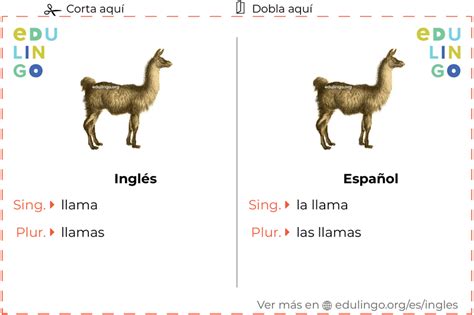 Llama en inglés • Escritura y pronunciación (con imágenes)