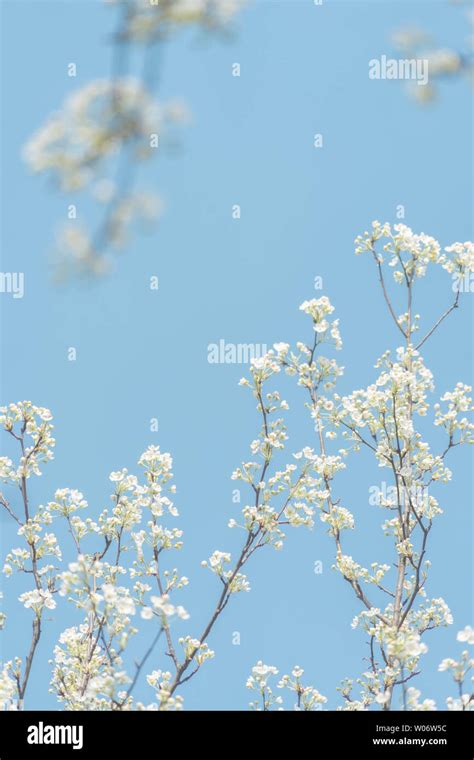 Flowers, blue sky, wallpaper, ancient style Stock Photo - Alamy