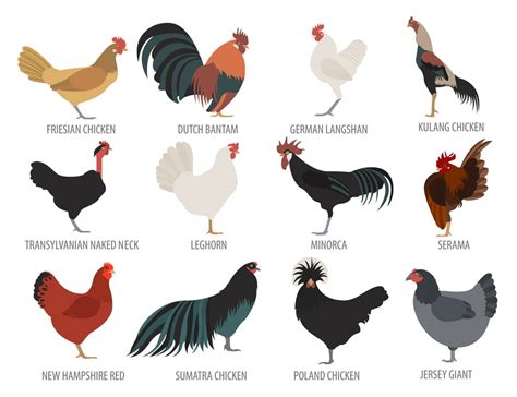 Jersey Giant Chicken Breed Guide - Know Your Chickens