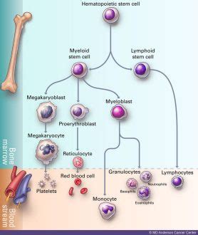 Leukemia Types And Prognosis