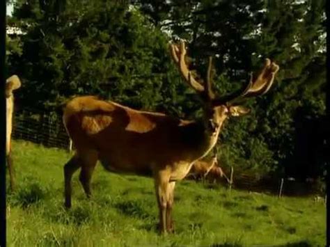 How Deer Antler Velvet is Processed | Antler Farms Deer Antler Velvet ...