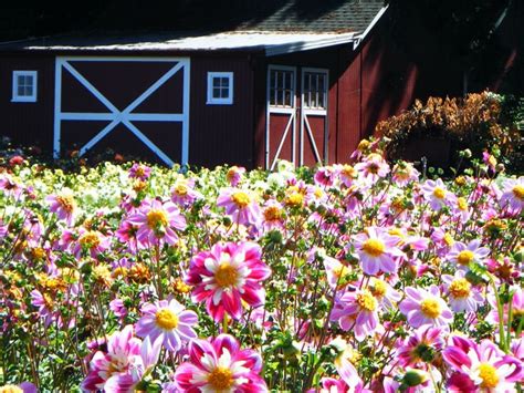 Visit This Enchanting Dahlia Flower Farm In Oregon | Oregon flower ...