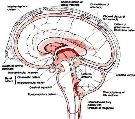 Basal Cisterns Anatomy