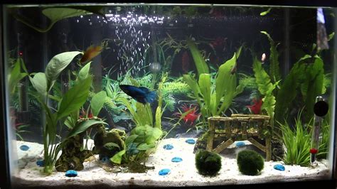 10 Gallon Tank Betta Companions - Telnyet Aquarium Fish