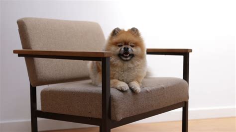 A Dog on a Chair · Free Stock Video