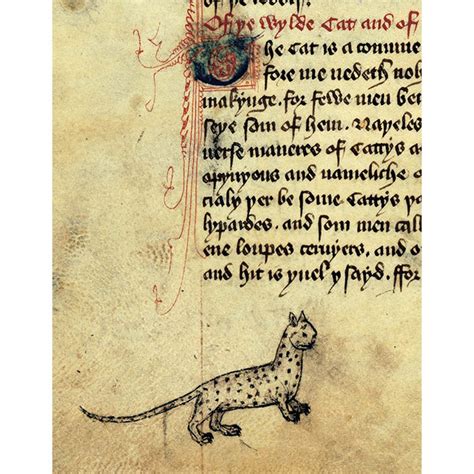 Cats in Medieval Manuscripts - British Library publication – 50 Watts Books