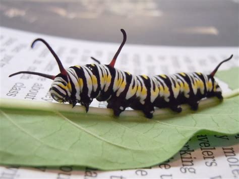 Queen, Monarch Caterpillars and Butterflies: How to Tell the Difference ...