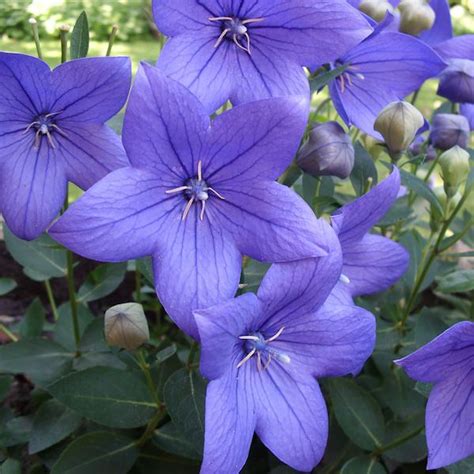 Balloon Flower Seeds | Platycodon | Perennial Flower Seeds