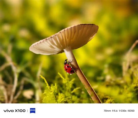 Vivo X100 Pro Image samples shows stunning results