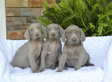 Weimaraner Puppies For Sale | Rooseveltown, NY #244539