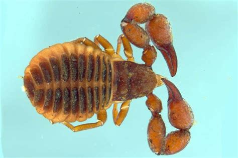 Venomous pseudoscorpions use huge pincers to hitchhike on bats | New ...