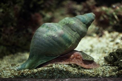 "Malaysian Trumpet Snails: Tank Cleaners Extraordinaire!"