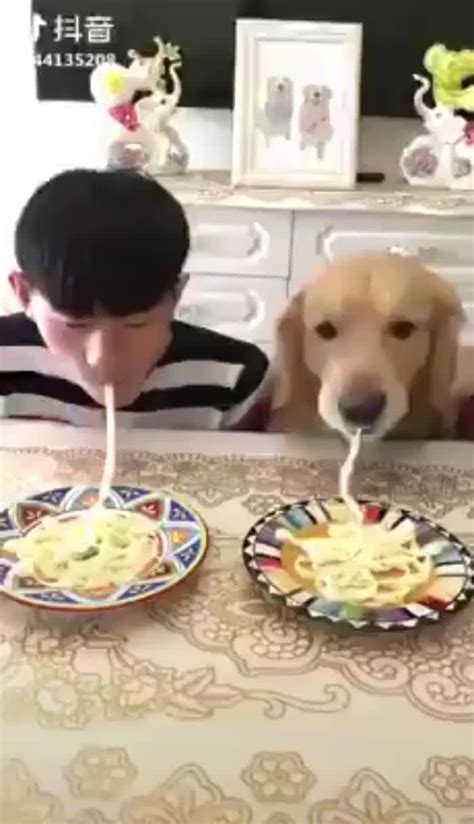 Spaghetti eating contest - Funny | Funny dogs, Cute funny animals ...