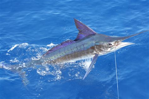 Man dragged into ocean by marlin 55km off coast of Western Australia ...