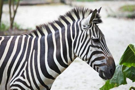 List Of 11 Animals With Stripes | Misfit Animals