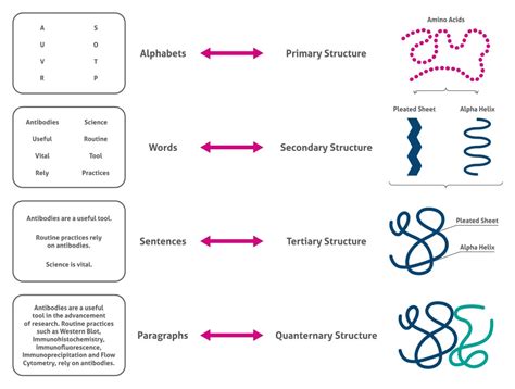 The Complexity of Proteins | Proteintech Group