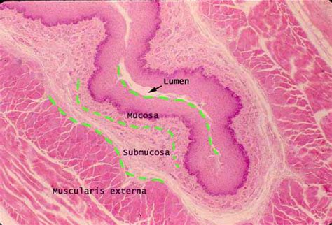 Esophagus Histology