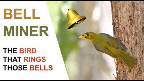 Bell Miner ( Bellbird ). A documentary about these fascinating little ...