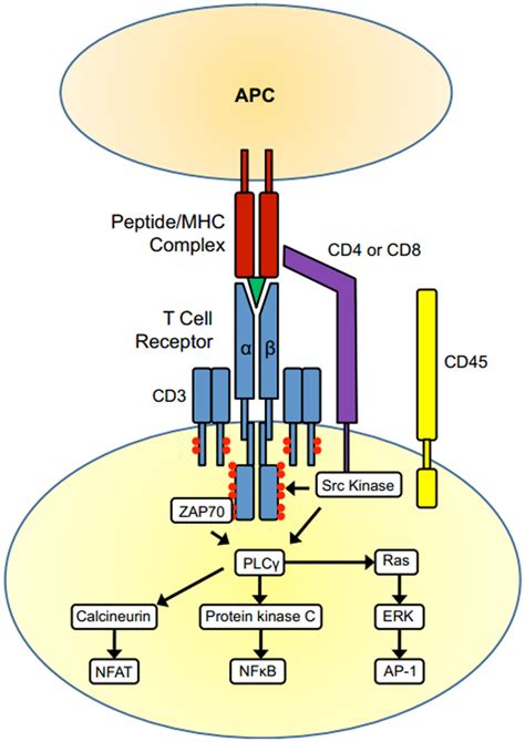 T cell activation. The TCR complex (TCR α and β chains and CD3) and the ...