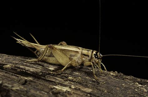 10 Fascinating Facts About Crickets | Fun facts, Insects, New world