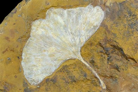 Top Quality, 4" Fossil Ginkgo Leaf From North Dakota - Paleocene ...