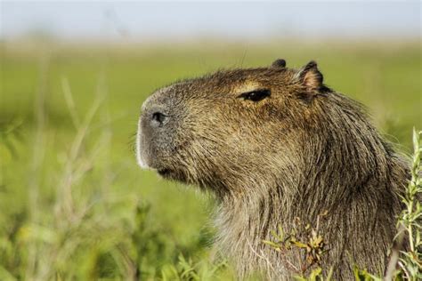 Capybara Head and Shoulders Stock Image - Image of grass, biggest: 33014699