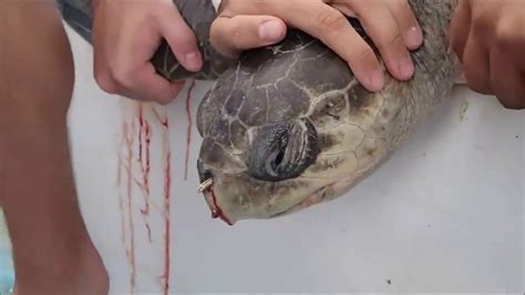 Sea turtles are being found with plastic straws stuck up their noses ...