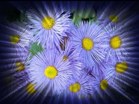 azure blue flowers - Flowers & Nature Background Wallpapers on Desktop ...