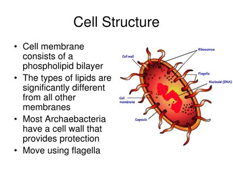 archaebacteria cell wall structure