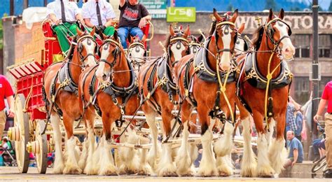 7 Clydesdale Horse Facts You Probably Didn't Know